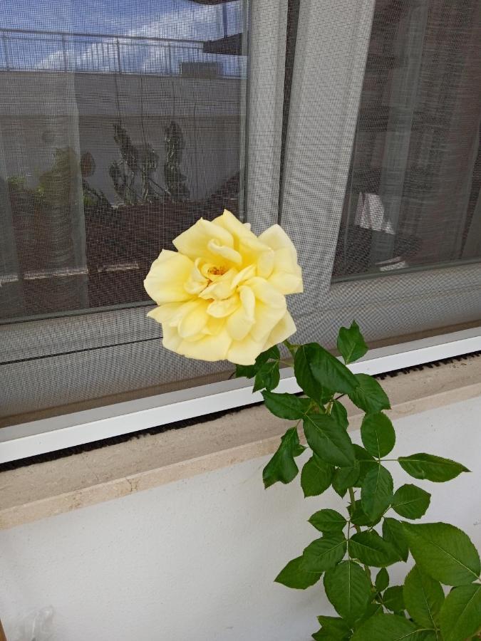 La Casa Di Elena Apartment Sannicandro di Bari ภายนอก รูปภาพ